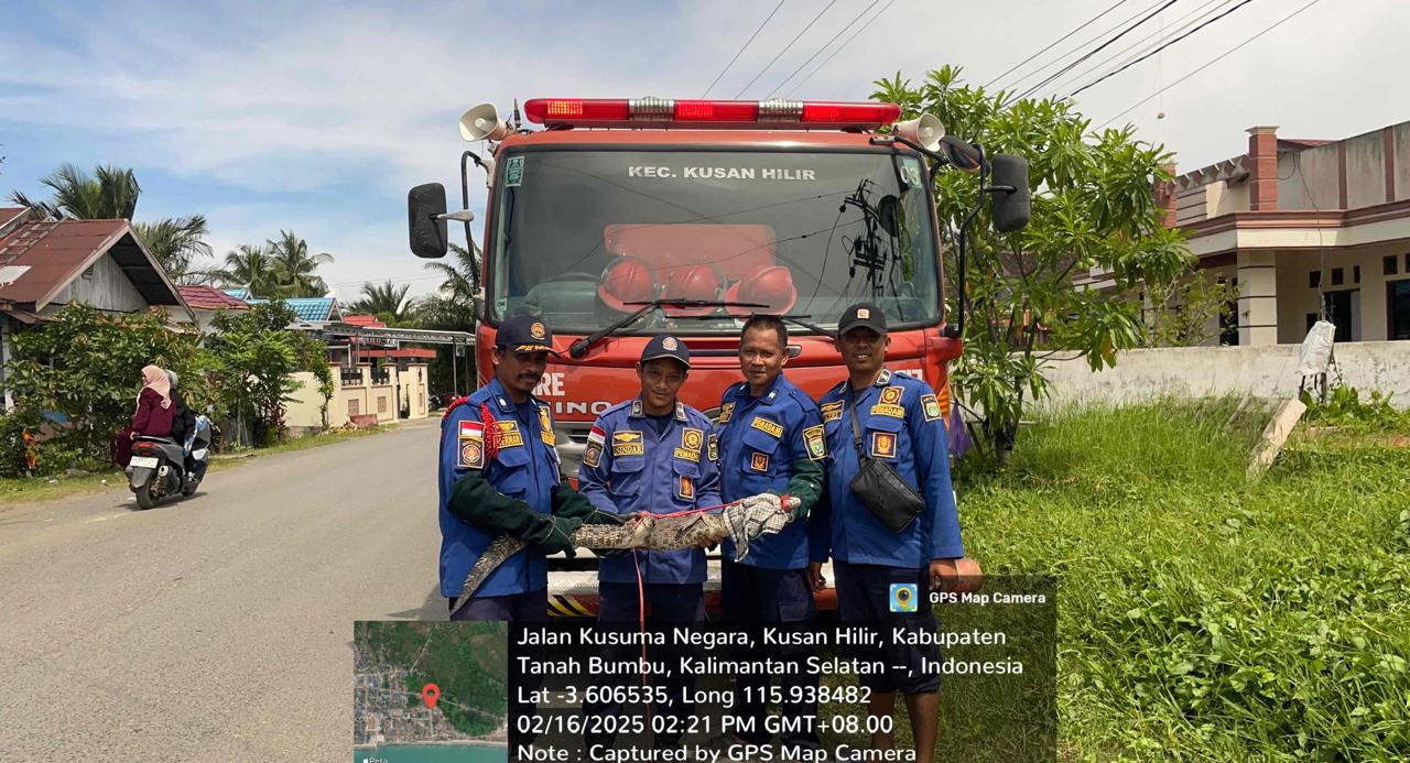 Damkar Kusan Hilir Evakuasi Buaya 1,5 Meter yang Masuk Perangkap Ikan di Tanjung Petang Tanbu