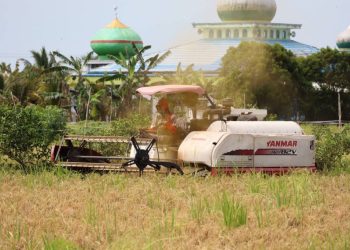 Serapan Gabah Bulog Kalsel Capai 7.200 Ton, Siap Penuhi Kebutuhan Beras