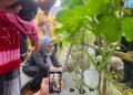 Wali Kota Banjarbaru Panen Raya Melon di Sungai Abit
