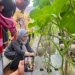 Wali Kota Banjarbaru Panen Raya Melon di Sungai Abit
