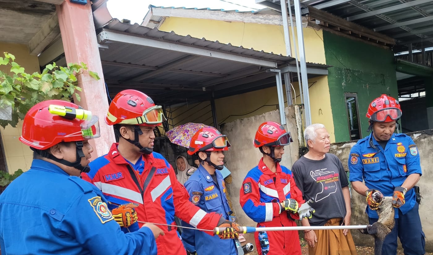 Damkar Banjar Evakuasi Musang Masuk Rumah Warga di Martapura