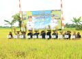 Bupati HSU Sahrujani Pimpin Panen Raya Padi di Desa Teluk Daun, Realisasi Capai 118,90 Persen