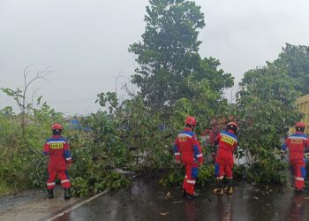 Pohon Tumbang di Jalan Bypass Mataraman Banjarbaru, Damkar dan Relawan Bergerak Cepat