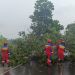 Pohon Tumbang di Jalan Bypass Mataraman Banjarbaru, Damkar dan Relawan Bergerak Cepat