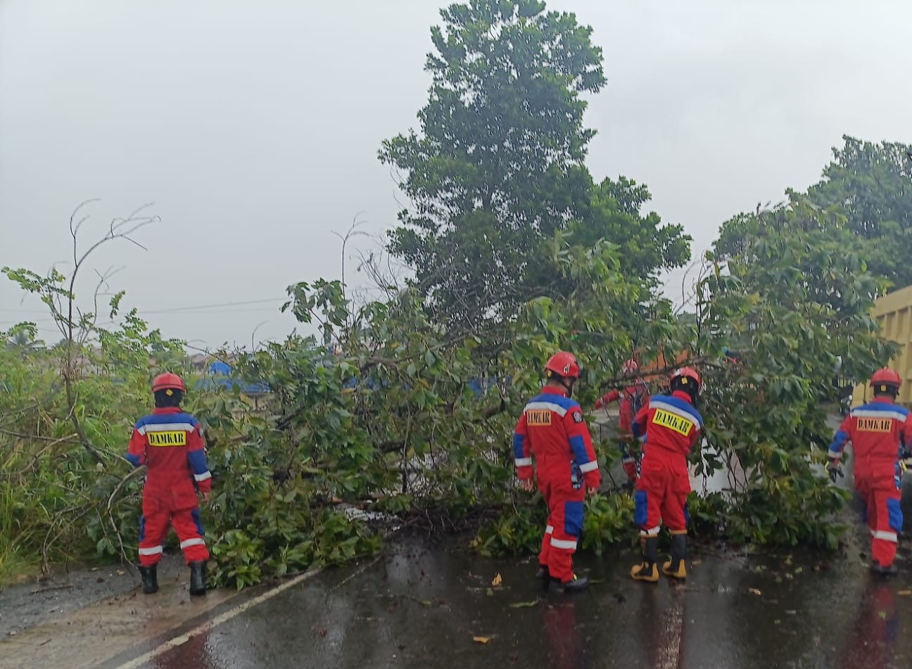 Pohon Tumbang di Jalan Bypass Mataraman Banjarbaru, Damkar dan Relawan Bergerak Cepat