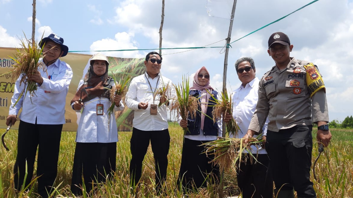 Dorong Inovasi Pertanian, Distan Banjar Perkenalkan Varietas Unggul Inpari IR Nutri Zinc