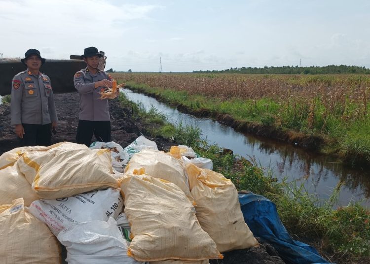 Polresta Banjarmasin Rampungkan Panen Jagung di Lahan Rawa Syarkawi