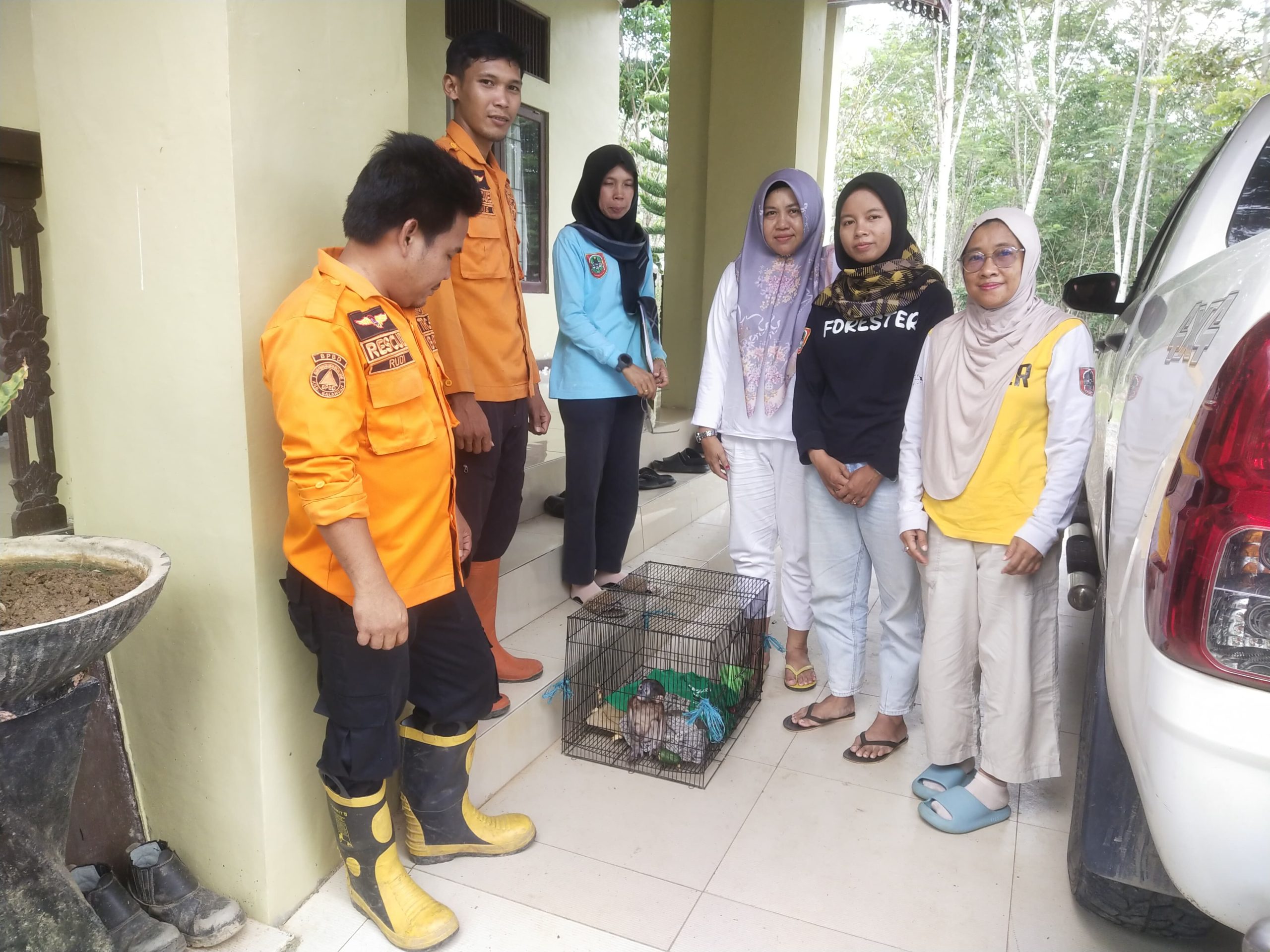 Satwa Dilindungi Muncul di Permukiman Balangan, Anak Bekantan Diamankan Petugas