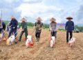 Pemkab Balangan Dukung Penanaman Jagung Serentak Program Ketahanan Pangan