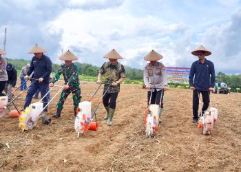 Pemkab Balangan Dukung Penanaman Jagung Serentak Program Ketahanan Pangan