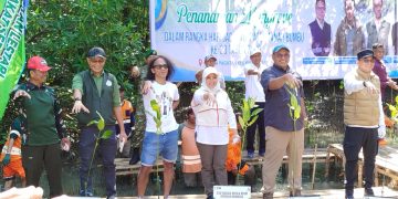 Aksi Hijau Tanah Bumbu! 6.600 Mangrove Ditanam untuk Selamatkan Pesisir dan Ekonomi