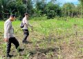 Polsek Awayan Dorong Produktivitas Petani Melalui Program Pendampingan Jagung