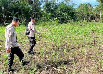 Polsek Awayan Dorong Produktivitas Petani Melalui Program Pendampingan Jagung