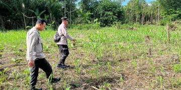 Polsek Awayan Dorong Produktivitas Petani Melalui Program Pendampingan Jagung