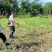Polsek Awayan Dorong Produktivitas Petani Melalui Program Pendampingan Jagung
