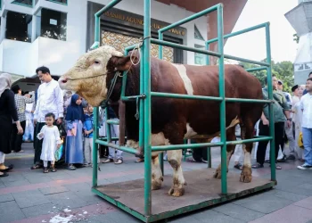 Kemenag Catat Partisipasi Tinggi Masyarakat dalam Ibadah Kurban Iduladha 1447 H