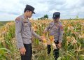Polresta Banjarmasin dan Petani Basmi Ulat Jagung KM 5 Kabupaten Banjar