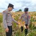 Polresta Banjarmasin dan Petani Basmi Ulat Jagung KM 5 Kabupaten Banjar