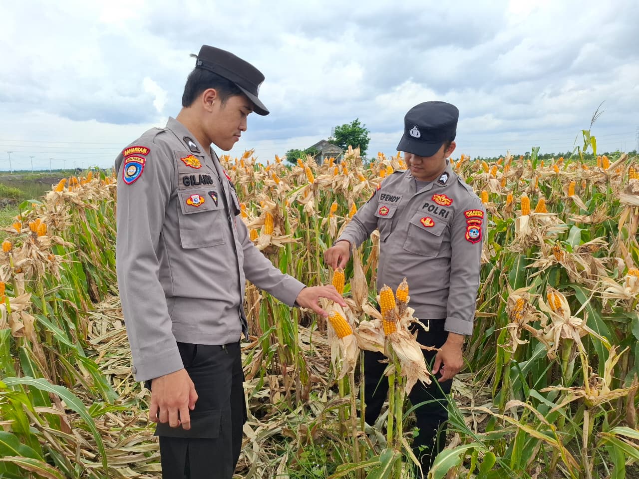 Polresta Banjarmasin dan Petani Basmi Ulat Jagung KM 5 Kabupaten Banjar
