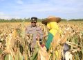 Polresta Banjarmasin dan Kelompok Tani Panen Jagung di Kawasan Rawa Basah