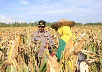 Polresta Banjarmasin dan Kelompok Tani Panen Jagung di Kawasan Rawa Basah