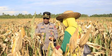 Polresta Banjarmasin dan Kelompok Tani Panen Jagung di Kawasan Rawa Basah