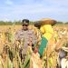 Polresta Banjarmasin dan Kelompok Tani Panen Jagung di Kawasan Rawa Basah