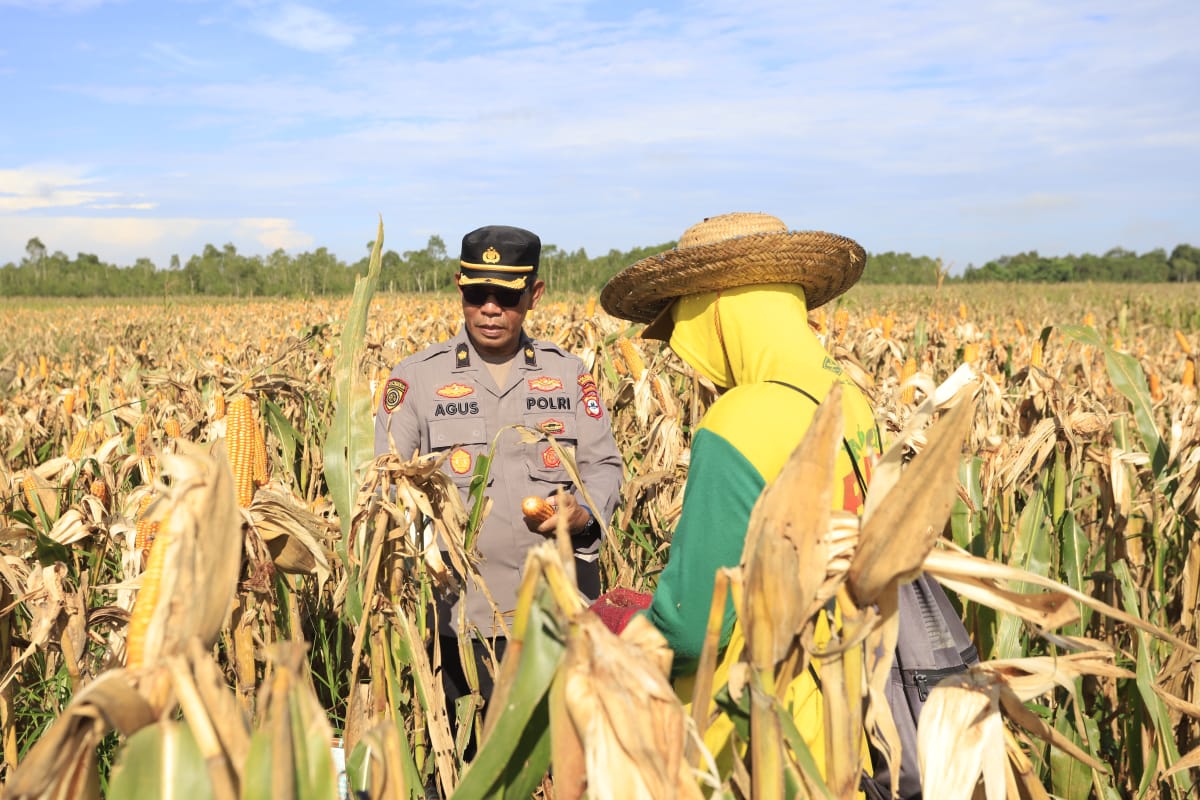 Polresta Banjarmasin dan Kelompok Tani Panen Jagung di Kawasan Rawa Basah